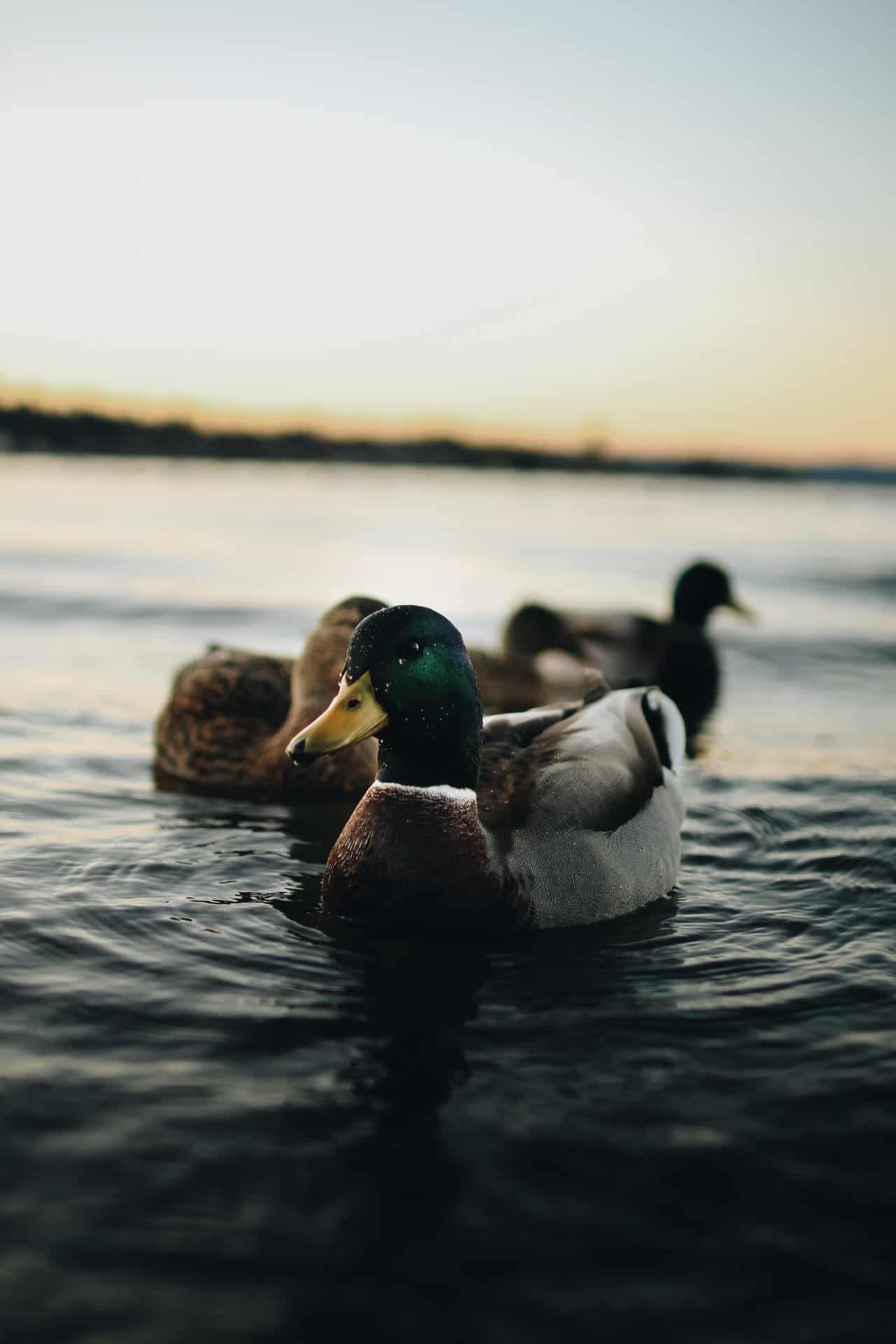mallard duck on water illustrating mental feeling