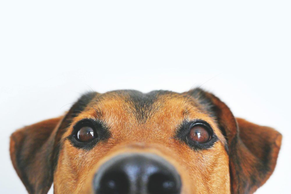 Doh head - therap[y dog