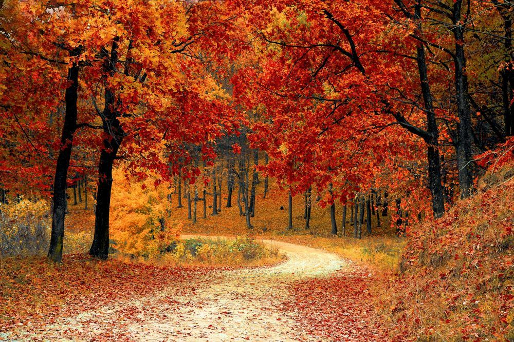 Woodland scene in the autumn fall