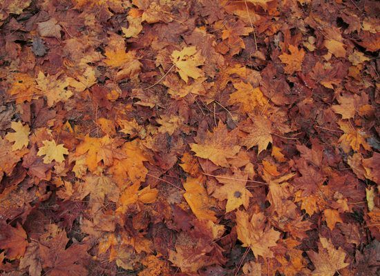 Autumn Leaves